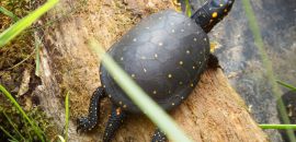 Tropfenschildkröte, Clemmys guttata, – © Hans-Jürgen Bidmon