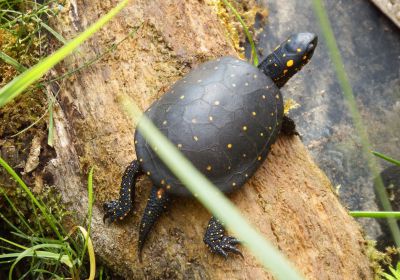 Clemmys guttata – Tropfenschildkröte