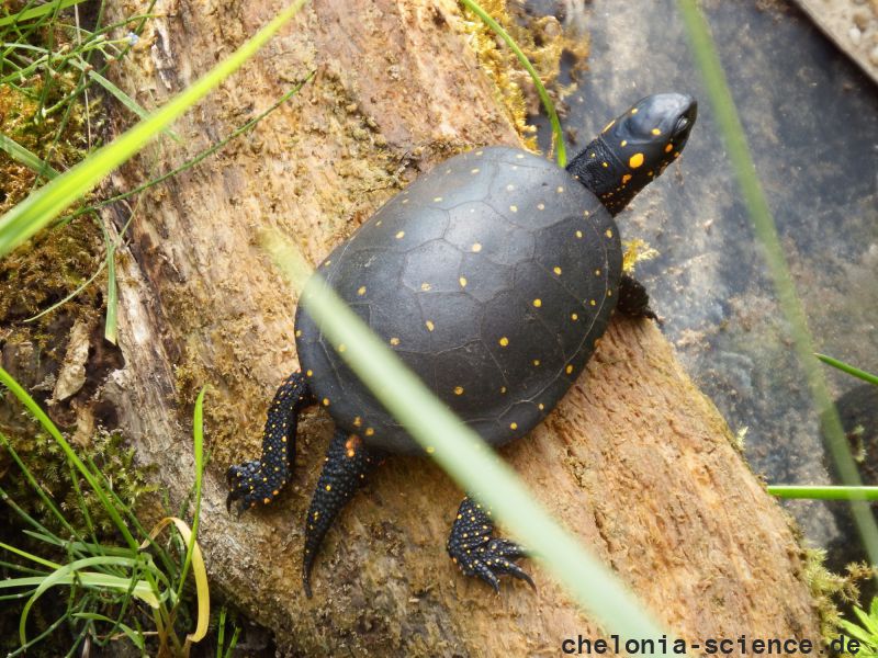 Tropfenschildkröte, Clemmys guttata, – © Hans-Jürgen Bidmon Tropfenschildkröte, Clemmys guttata, – © Hans-Jürgen Bidmon