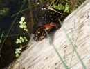 Tropfenschildkröte, Clemmys guttata, – © Hans-Jürgen Bidmon