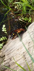 Tropfenschildkröte, Clemmys guttata, – © Hans-Jürgen Bidmon