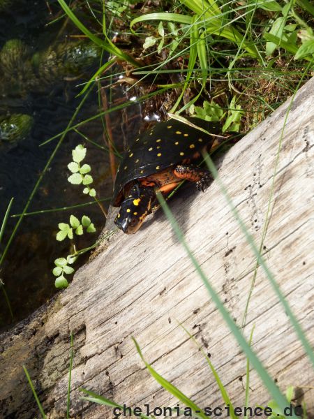 Tropfenschildkröte, Clemmys guttata, – © Hans-Jürgen Bidmon Tropfenschildkröte, Clemmys guttata, – © Hans-Jürgen Bidmon