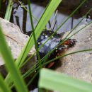 Tropfenschildkröte, Clemmys guttata, – © Hans-Jürgen Bidmon