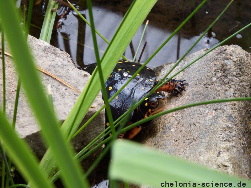 Tropfenschildkröte, Clemmys guttata, – © Hans-Jürgen Bidmon