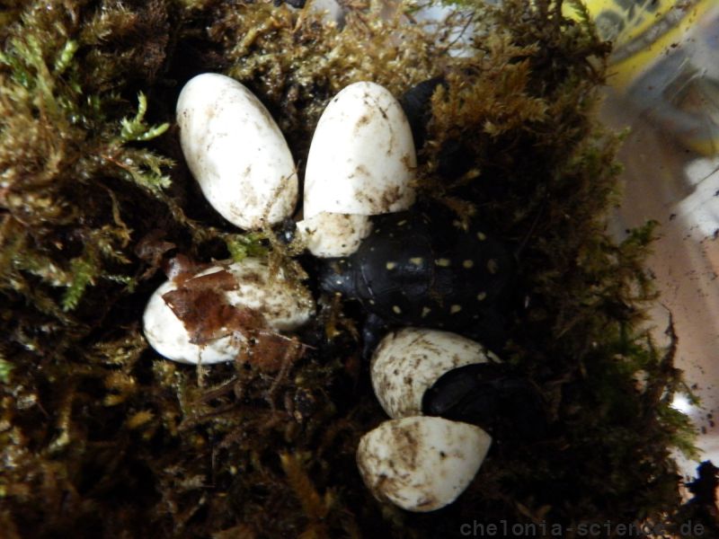 Tropfenschildkröte, Clemmys guttata, – © Hans-Jürgen Bidmon Tropfenschildkröte, Clemmys guttata, – © Hans-Jürgen Bidmon