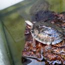 Vietnamesische Dreistreifen-Scharnierschildkröte, Cuora cyclornata cyclornata, – © Hans-Jürgen Bidmon