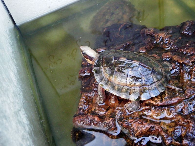 Vietnamesische Dreistreifen-Scharnierschildkröte, Cuora cyclornata cyclornata, – © Hans-Jürgen Bidmon