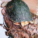 Vietnamesische Dreistreifen-Scharnierschildkröte, Cuora cyclornata cyclornata, – © Hans-Jürgen Bidmon Vietnamesische Dreistreifen-Scharnierschildkröte, Cuora cyclornata cyclornata, – © Hans-Jürgen Bidmon