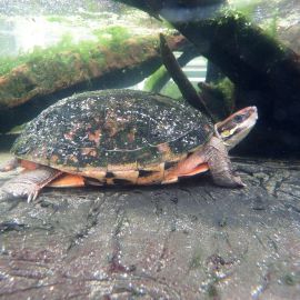 Vietnamesische Dreistreifen-Scharnierschildkröte, Cuora cyclornata cyclornata, – © Hans-Jürgen Bidmon