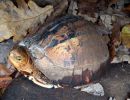 Südvietnamesische Scharnierschildkröte, Cuora picturata, – © Hans-Jürgen Bidmon