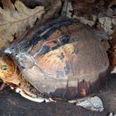 Südvietnamesische Scharnierschildkröte, Cuora picturata, – © Hans-Jürgen Bidmon