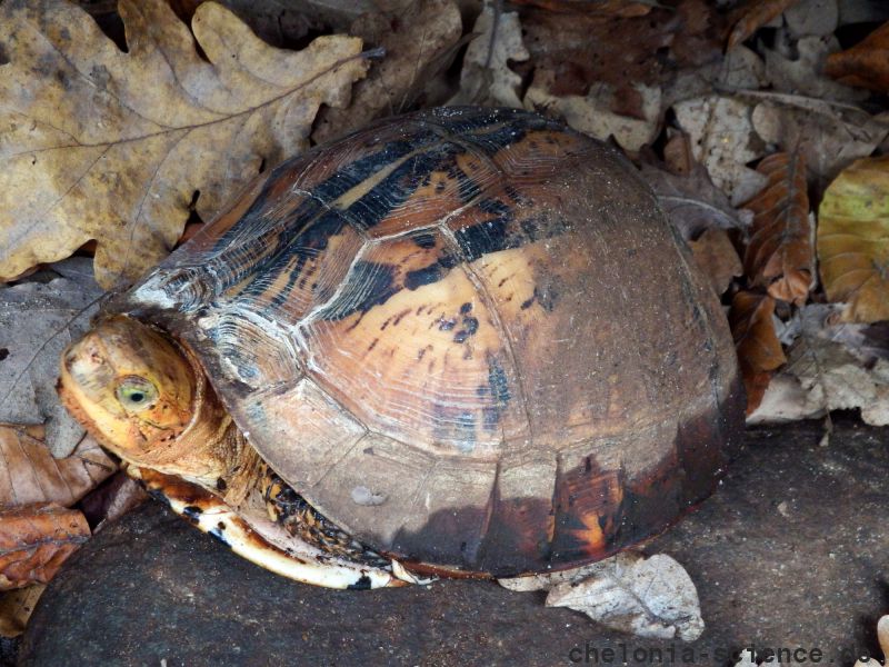 Südvietnamesische Scharnierschildkröte, Cuora picturata, – © Hans-Jürgen Bidmon Südvietnamesische Scharnierschildkröte, Cuora picturata, – © Hans-Jürgen Bidmon
