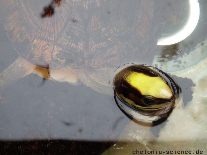 Chinesische Dreistreifen-Scharnierschildkröte, Cuora trifasciata luteocephala, – © Hans-Jürgen Bidmon Chinesische Dreistreifen-Scharnierschildkröte, Cuora trifasciata luteocephala, – © Hans-Jürgen Bidmon