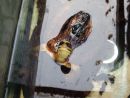 Chinesische Dreistreifen-Scharnierschildkröte, Cuora trifasciata luteocephala, – © Hans-Jürgen Bidmon Chinesische Dreistreifen-Scharnierschildkröte, Cuora trifasciata luteocephala, – © Hans-Jürgen Bidmon