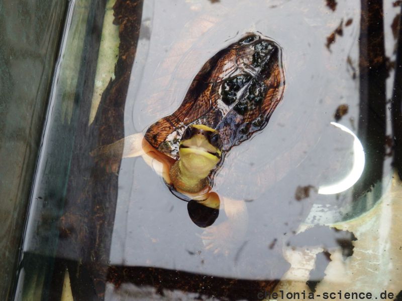 Chinesische Dreistreifen-Scharnierschildkröte, Cuora trifasciata luteocephala, – © Hans-Jürgen Bidmon Chinesische Dreistreifen-Scharnierschildkröte, Cuora trifasciata luteocephala, – © Hans-Jürgen Bidmon