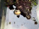 Zhous Scharnierschildkröte, Cuora zhoui, – © Hans-Jürgen Bidmon Zhous Scharnierschildkröte, Cuora zhoui, – © Hans-Jürgen Bidmon