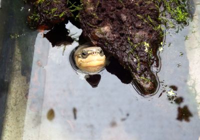 Cuora zhoui – Zhous Scharnierschildkröte