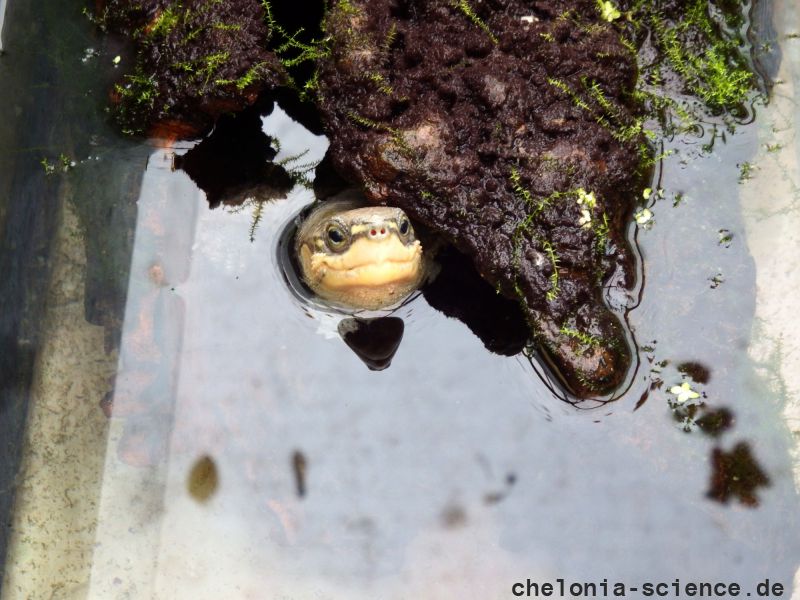 Zhous Scharnierschildkröte, Cuora zhoui, – © Hans-Jürgen Bidmon Zhous Scharnierschildkröte, Cuora zhoui, – © Hans-Jürgen Bidmon