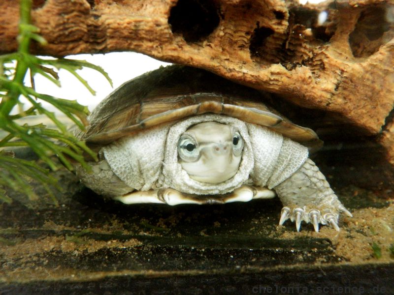 Zhous Scharnierschildkröte, Cuora zhoui, – © Hans-Jürgen Bidmon Zhous Scharnierschildkröte, Cuora zhoui, – © Hans-Jürgen Bidmon