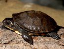 Amerikanische Sumpfschildkröte, Emydoidea blandingii, – © James Harding