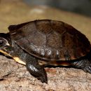 Amerikanische Sumpfschildkröte, Emydoidea blandingii, – © James Harding