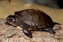 Amerikanische Sumpfschildkr&ouml;te, Emydoidea blandingii, &ndash; &copy; James Harding