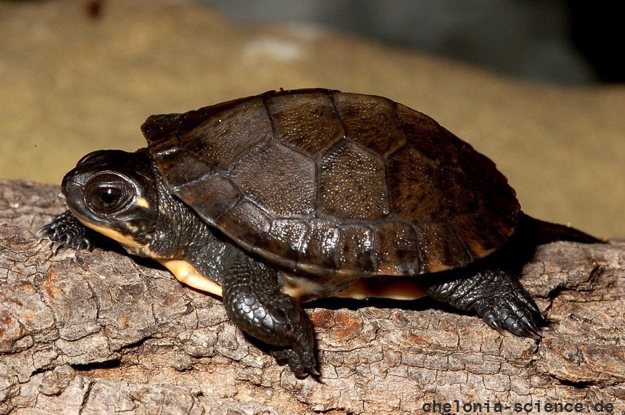 Amerikanische Sumpfschildkröte, Emydoidea blandingii, ein Jungtier – © James Harding