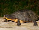 Amerikanische Sumpfschildkröte, Emydoidea blandingii, – © James Harding