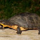 Amerikanische Sumpfschildkröte, Emydoidea blandingii, – © James Harding