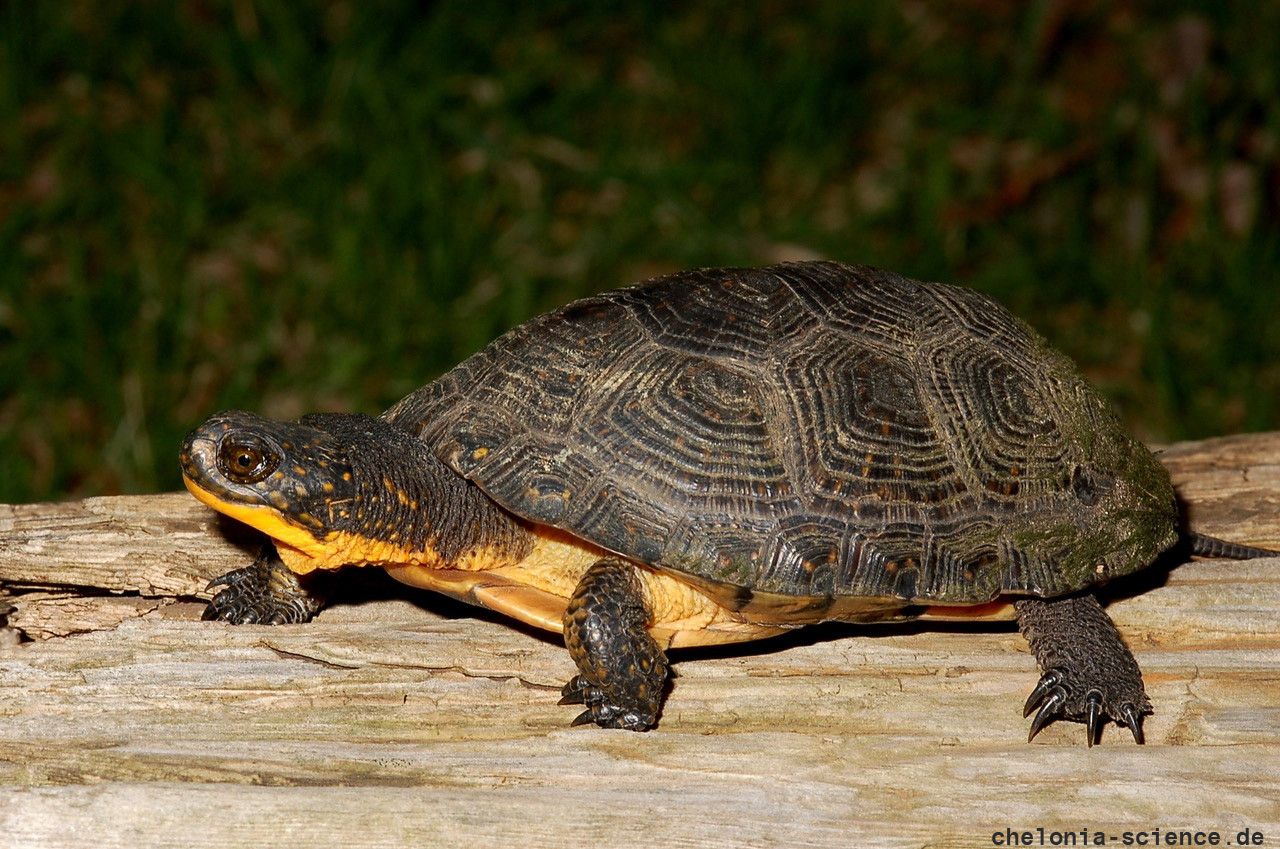 Amerikanische Sumpfschildkröte, Emydoidea blandingii, ein adultes Tier – © James Harding