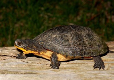 Amerikanische Sumpfschildkröte, Emydoidea blandingii, – © James Harding