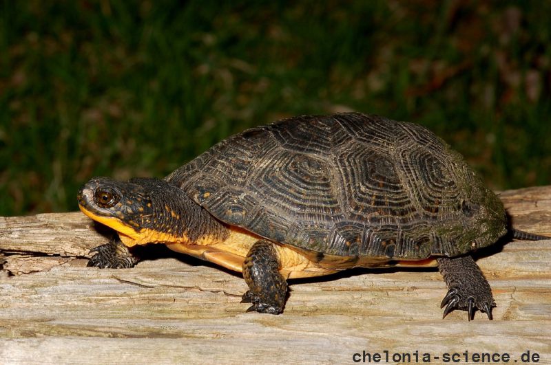 Amerikanische Sumpfschildkröte, Emydoidea blandingii, – © James Harding Amerikanische Sumpfschildkröte, Emydoidea blandingii, – © James Harding