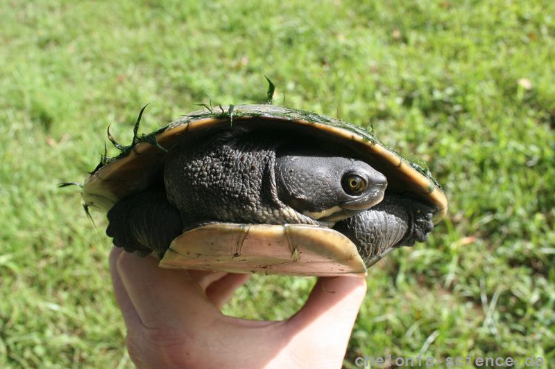 Breitrand-Spitzkopfschildkröte, Emydura macquarii, © Bruce C. Chessman