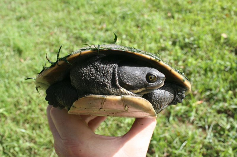 Breitrand-Spitzkopfschildkröte, Emydura macquarii, – © Bruce C. Chessman