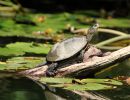 Europäische Sumpfschildkröte, Emys orbicularis, – © Hans-Jürgen Bidmon