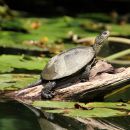 Europäische Sumpfschildkröte, Emys orbicularis, – © Hans-Jürgen Bidmon Europäische Sumpfschildkröte, Emys orbicularis, – © Hans-Jürgen Bidmon