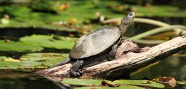 Europäische Sumpfschildkröte, Emys orbicularis, – © Hans-Jürgen Bidmon