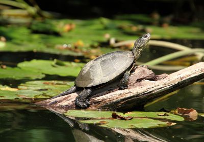  Emys orbicularis, Europäische Sumpfschildkröte – © Hans-Jürgen-Bidmon