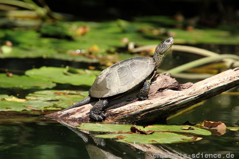 Europäische Sumpfschildkröte, Emys orbicularis, – © Hans-Jürgen Bidmon Europäische Sumpfschildkröte, Emys orbicularis, – © Hans-Jürgen Bidmon