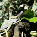 Europäische Sumpfschildkröte, Emys orbicularis, – © Hans-Jürgen Bidmon