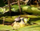 Europäische Sumpfschildkröte, Emys orbicularis, – © Hans-Jürgen Bidmon