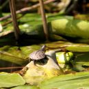 Europäische Sumpfschildkröte, Emys orbicularis, – © Hans-Jürgen Bidmon