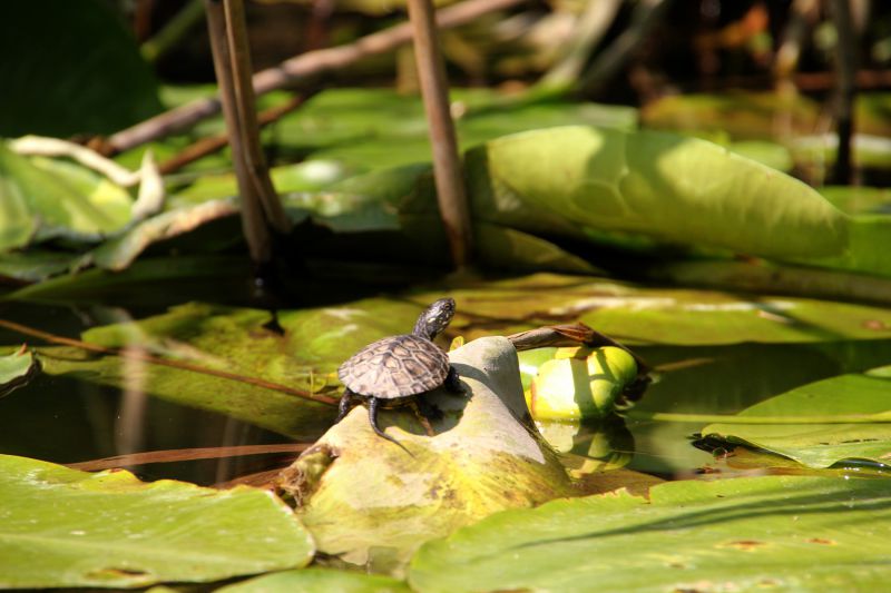 Europäische Sumpfschildkröte, Emys orbicularis, – © Hans-Jürgen-Bidmon