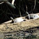 Westkaspische Schildkröte, Mauremys rivulata, – © Hans-Jürgen Bidmon