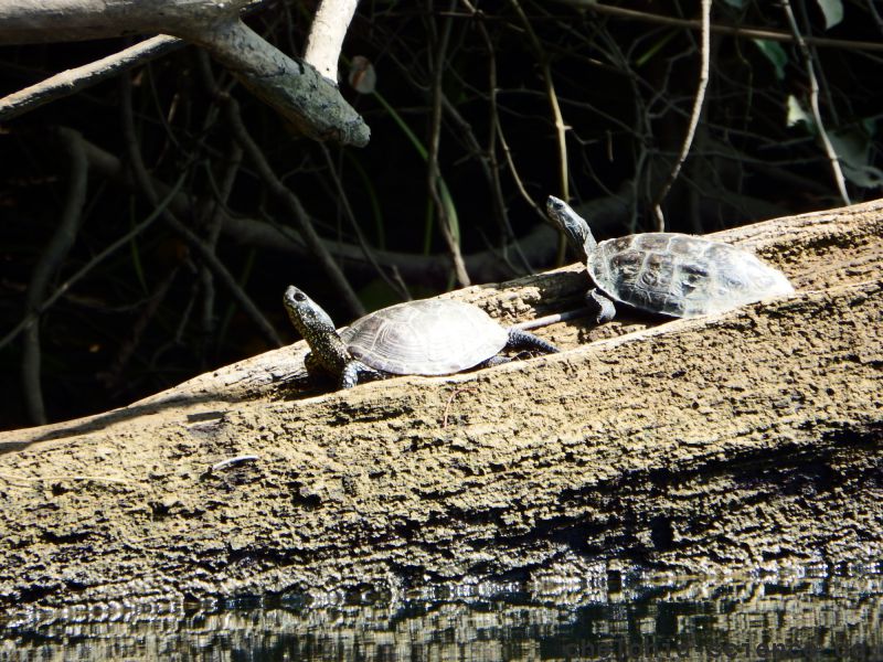 Westkaspische Schildkröte, Mauremys rivulata, – © Hans-Jürgen Bidmon Westkaspische Schildkröte, Mauremys rivulata, – © Hans-Jürgen Bidmon