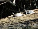 Europäische Sumpfschildkröte, Emys orbicularis, – © Hans-Jürgen Bidmon