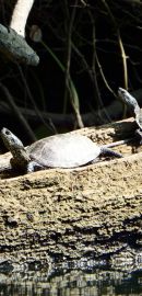 Europäische Sumpfschildkröte, Emys orbicularis, – © Hans-Jürgen Bidmon