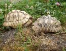 Indische Sternschildkröte, Geochelone elegans, - © Hans-Jürgen Bidmon