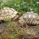 Indische Sternschildkröte, Geochelone elegans, - © Hans-Jürgen Bidmon