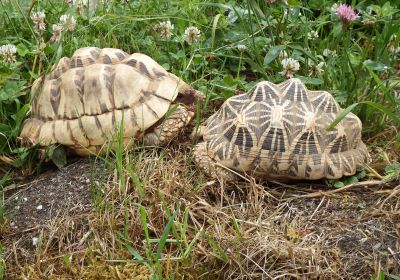 Geochelone elegans – Indische Sternschildkröte